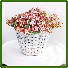 Orange & White Impatiens in Basket
