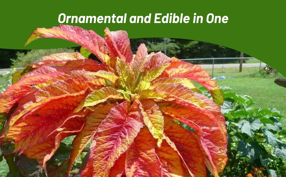 Amaranthus Plants Ornamental Foliage & Edible Leaves