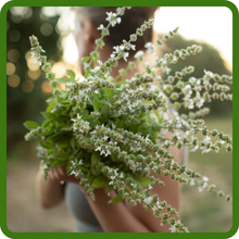 Basil Suitable for Indoor or Outdoor Use