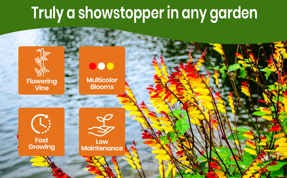 Mina Lobata Firecracker Vine Fast Growing