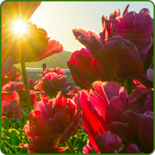 Rock Garden Perennial Flowers in Full Sun
