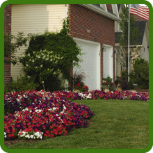 Easy Wave Petunias Flower Bed