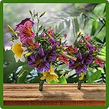 Painted Tongue Plants Make Excellent Cut Flowers