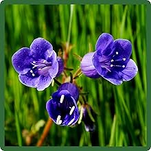 Fine Green Foliage of California Bluebell Plants
