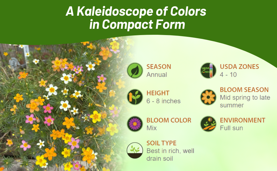 Annual Leptosiphon Ground Cover For Full Sun