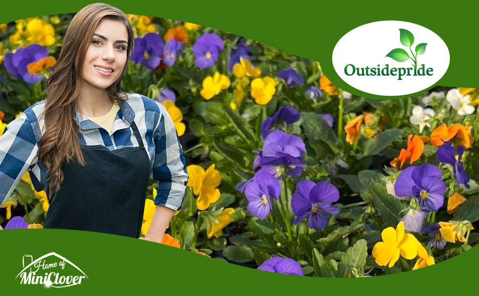 Viola Flower Garden Planted From Flower Seeds