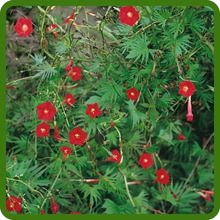 Ipomoea Cardinal Climber Heat & Drought Tolerant Plants