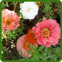 image of flower