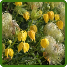 Clematis Silky Silver Seed Heads