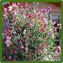 Climbing Sweet Pea Mixtures