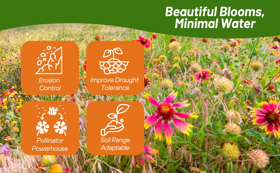 Water Conservation Dryland Wildflowers
