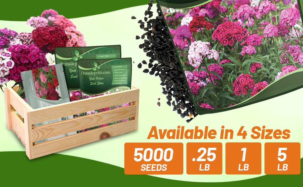Mother Nature’s Seeds Sweet William Dianthus Herald Of Spring Mix – 200 Seeds, Non-GMO, Heirloom, Partial Shade OK