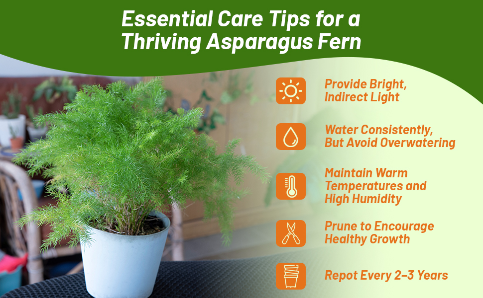 Care Tips For Sprengeri Asparagus Fern Plants