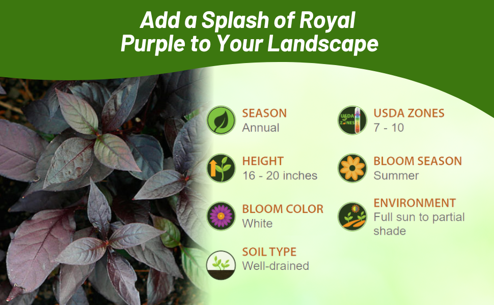 Annual Alternanthera Purple Knight Full Sun to Partial Shade