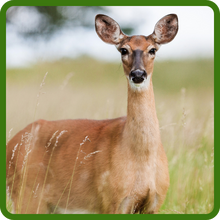 Deer Proof Gloriosa Daisy Flowers
