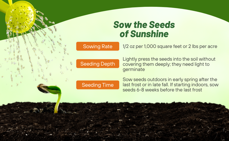 Planting Directions For Rudbeckia Hirta Black-eyed Susan Wildflower Seeds