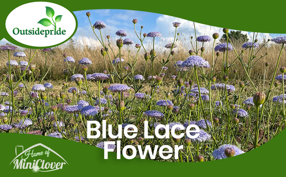Field of Blue Lace Flowers