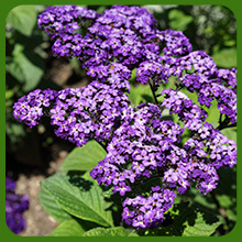 Perennial Heliotrope Dwarf Purple Plants
