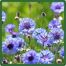 Annual Varieties of Blue Flowers From Seeds