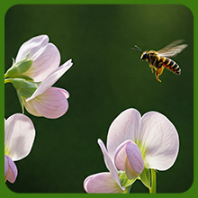 Pollinator Friendly Austrian Winter Peas Cover Crop  