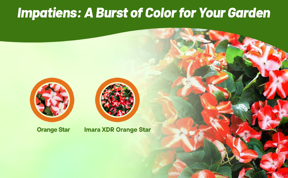 Orange Star Orange & White Impatiens Flowers