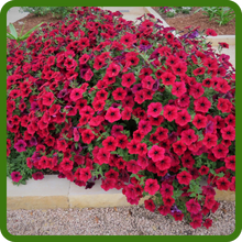 image of flower