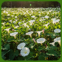 Ipomoea Alba Moonflower Cut Flower Garden