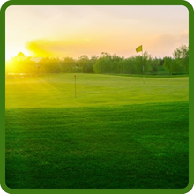 Crystal Bluelinks Shade Tolerant Creeping Bentgrass Seed