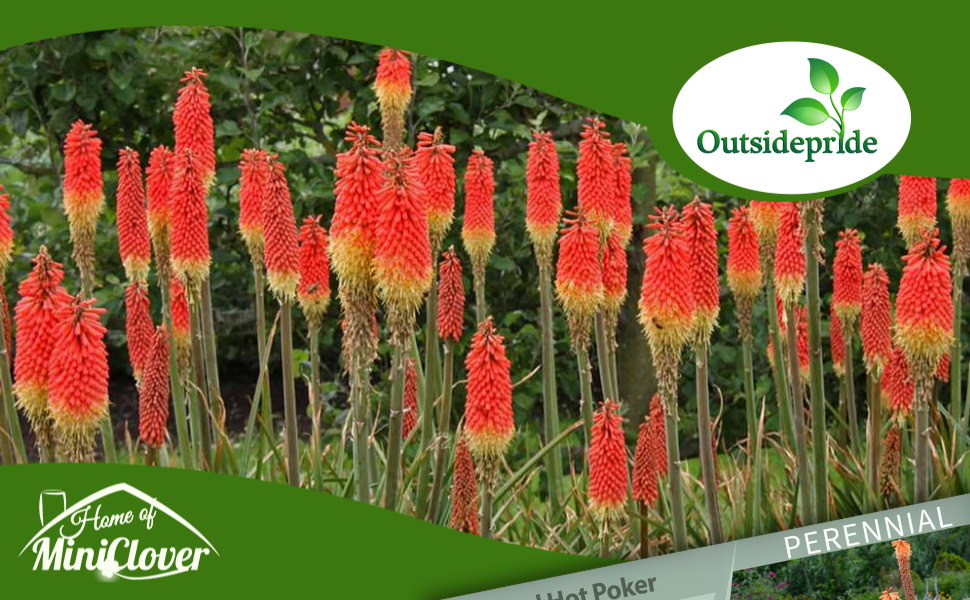 Red Hot Poker Flower Garden