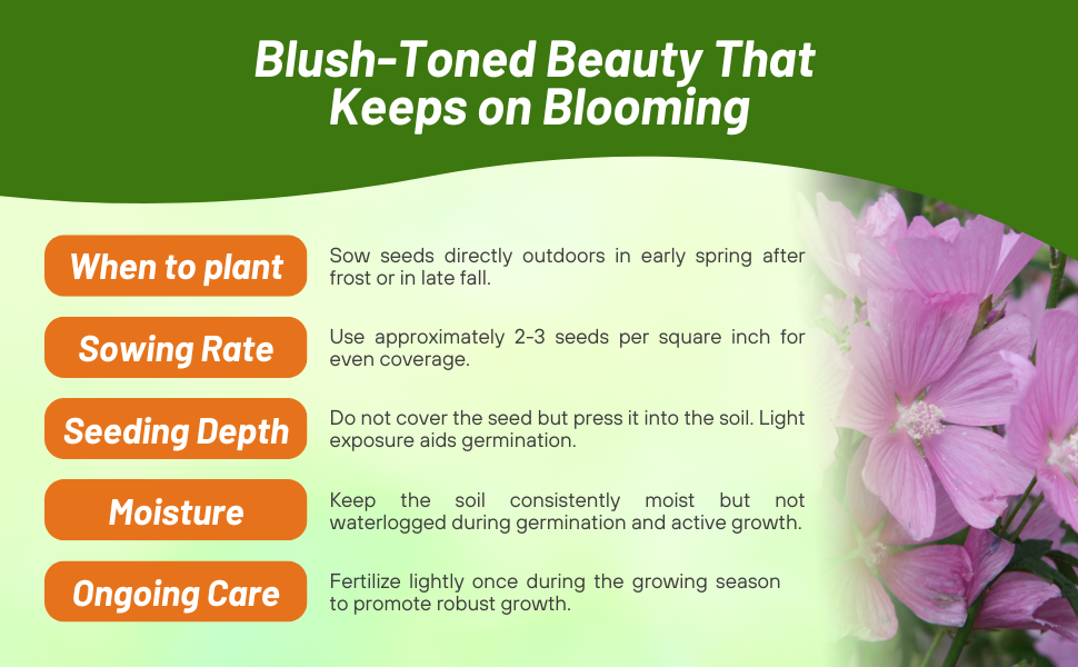 Planting Directions & Care for Musk Mallow Hollyhock