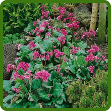 Bergenia Glossy Evergreen Leaves