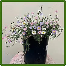 Cut Flowers of Erigeron Santa Barbara Daisy