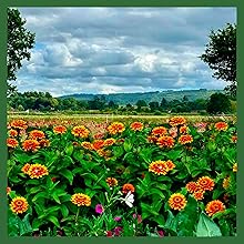 Easy to Grow Zinnia Zowie Yellow Flame