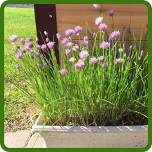 Chives Suitable for Container Plants