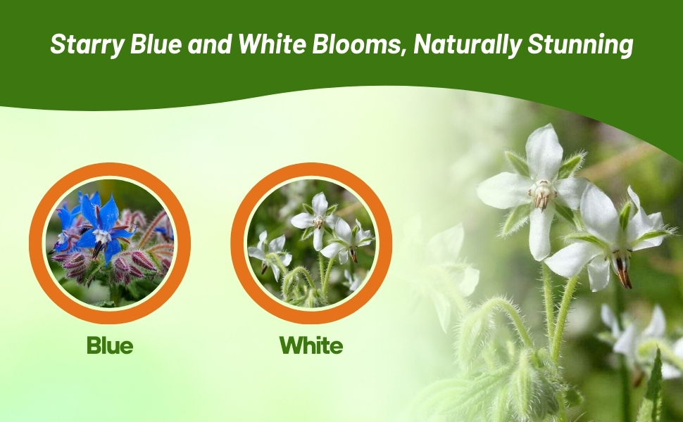 Blue & White Borage Herb Varieties