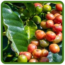 Coffee Bean Indoor Plants