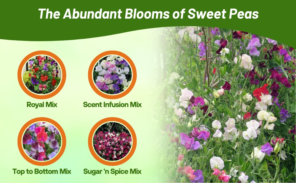 Varieties of Lathyrus Sweet Pea Mixtures