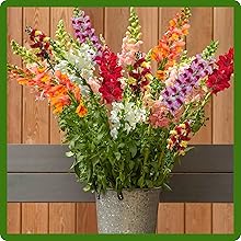 Snapdragon Cut Flowers For Vases