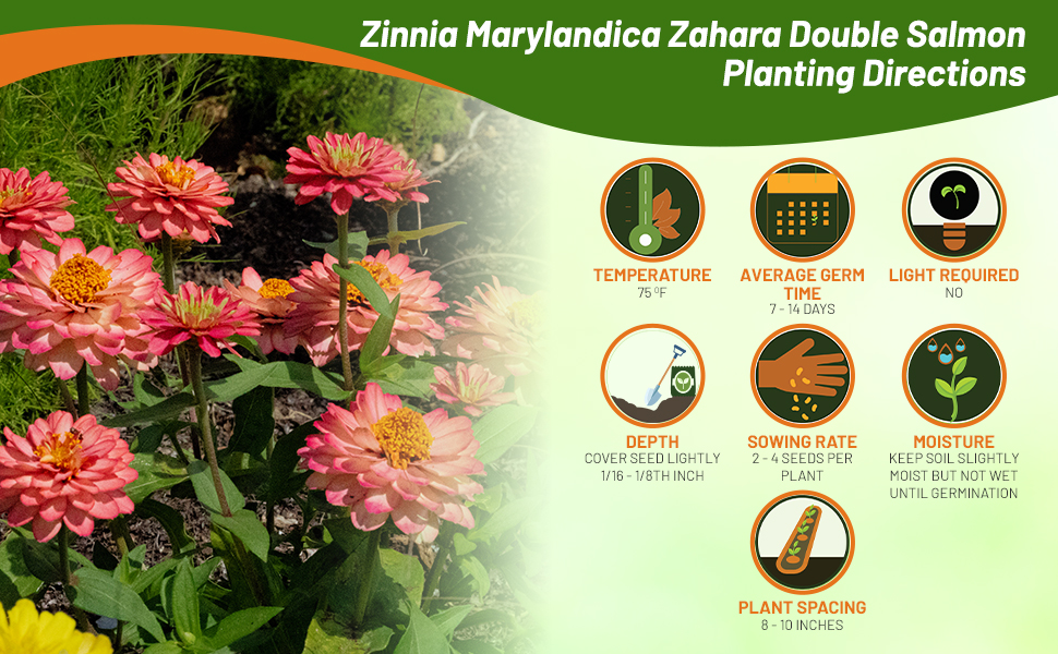 Planting Directions For Zinnia Zahara Double Salmon Flower Seeds