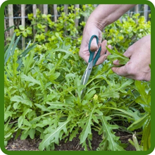 Fast-Growing and Productive Arugula Plants