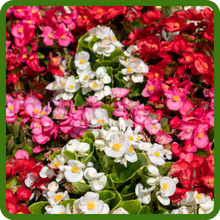 Self-sowing Dragon Wing Begonia Flowering Plants