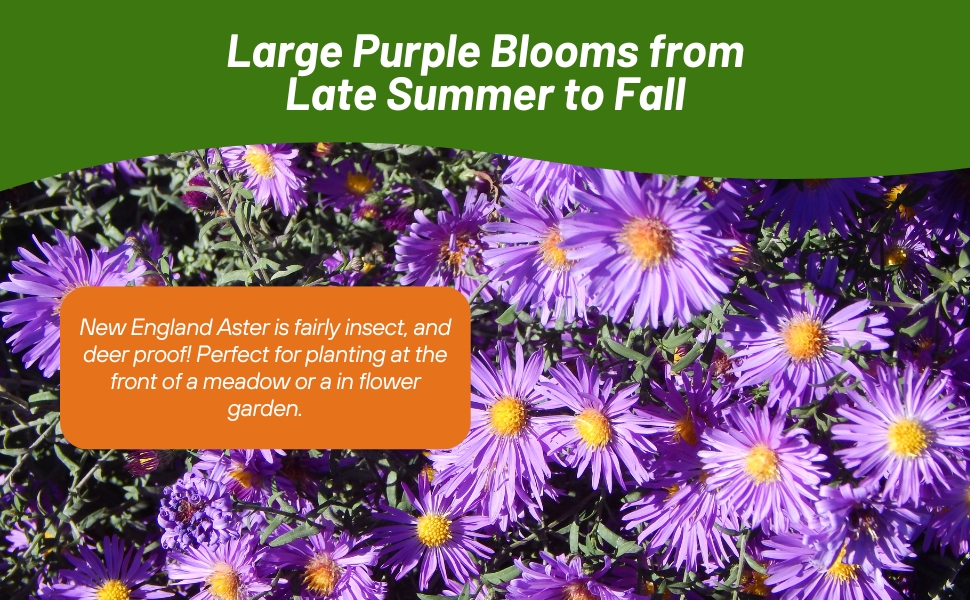 Purple Blooms of New England Aster Wild Flowers