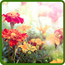 Fragrant Foliage & Flowers of Tagetes Patula French Marigold
