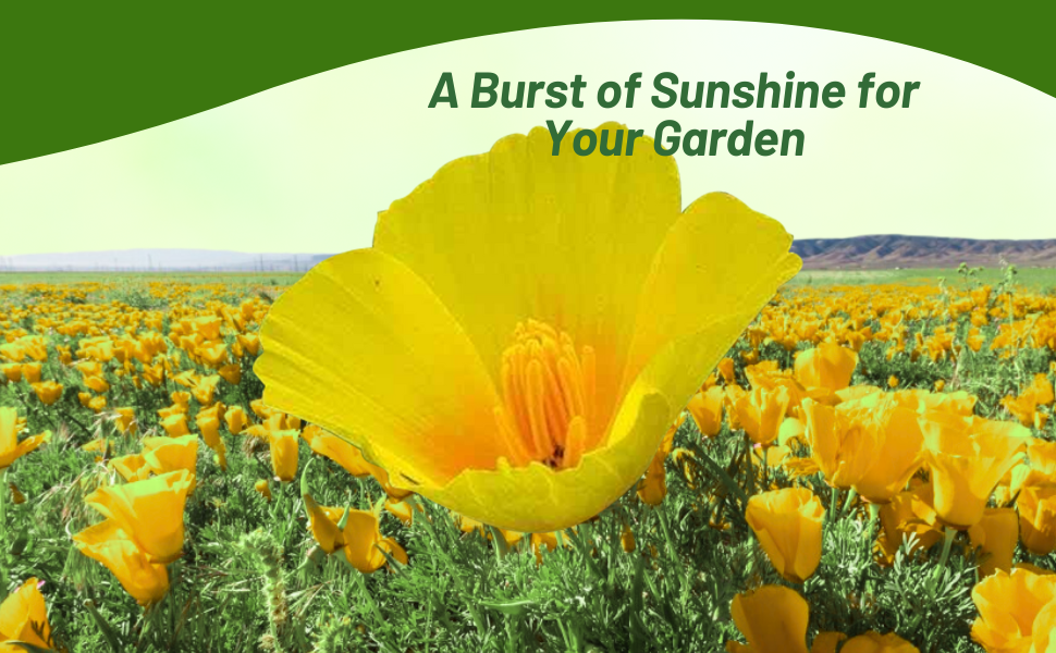 Beautiful Golden West California Poppy Wildflower Meadow
