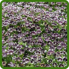 Fast Growing Pennie Black Flowers