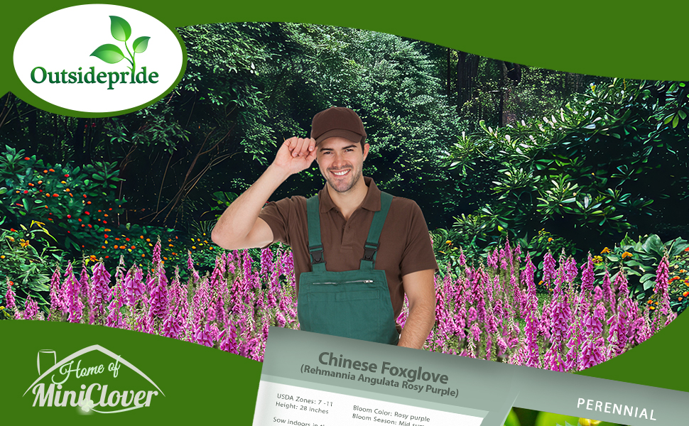 Rehmannia Chinese Foxglove Flower Garden