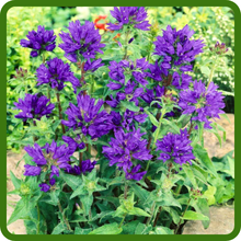 Drought Tolerant Clustered Bellflower