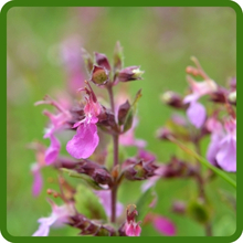 Germander Rose Pink Flower Spikes