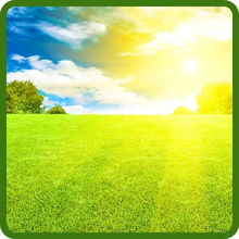 Heat & Drought Tolerant Combat Southern Lawn Grass Seed