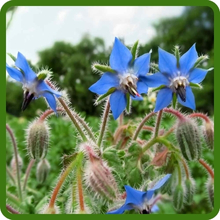 Vibrant Blue Pollinating Blooms of Borage Herbs